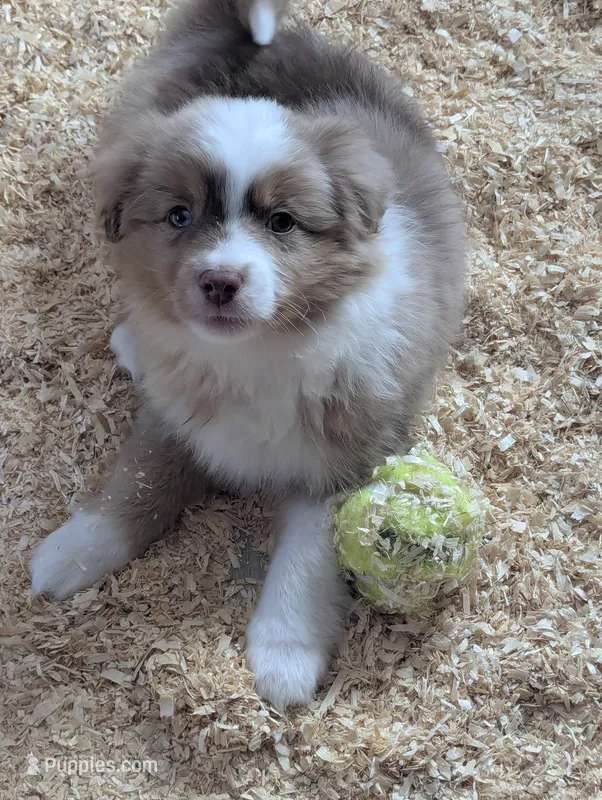 Toby – Miniature Australian Shepherd puppy for sale in Wauseon, OH