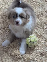 Toby, a male Miniature Australian Shepherd for sale in Wauseon, OH – 1 of 5