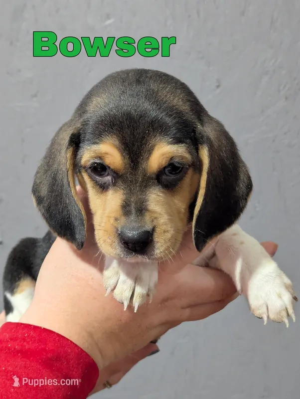 Bowser – Beagle puppy for sale in Wauseon, OH
