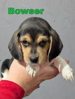 Bowser, a male Beagle for sale in Wauseon, OH – 2 of 3