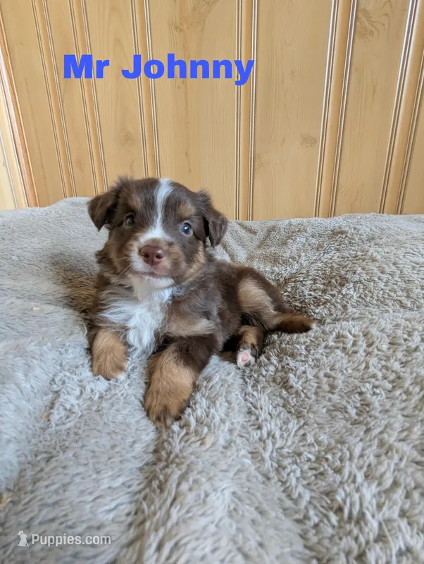 Johnny  – Miniature Australian Shepherd puppy for sale in Wauseon, OH