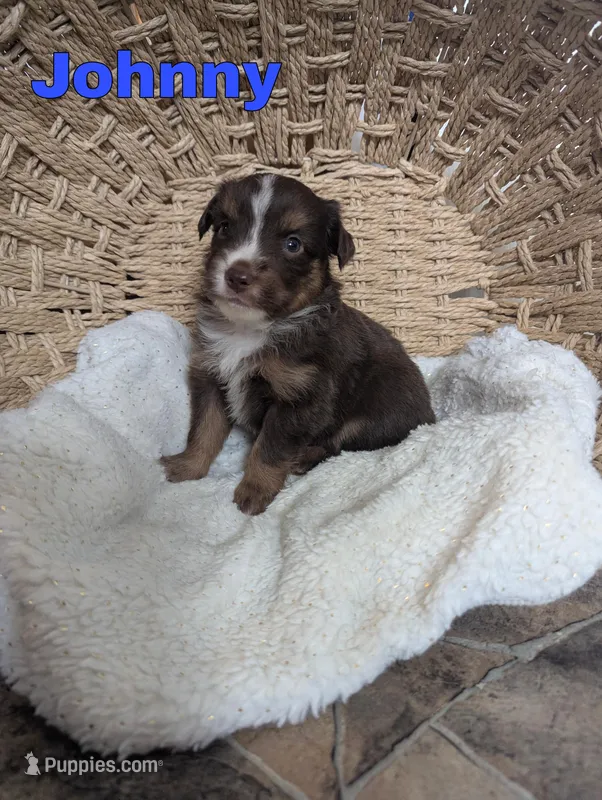 Johnny , a male Miniature Australian Shepherd for sale in Wauseon, OH – Photo 1 of 1