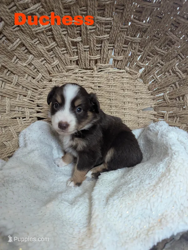 Duchess , a female Miniature Australian Shepherd for sale in Wauseon, OH – Photo 1 of 1