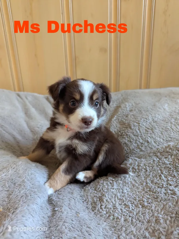 Duchess  – Miniature Australian Shepherd puppy for sale in Wauseon, OH