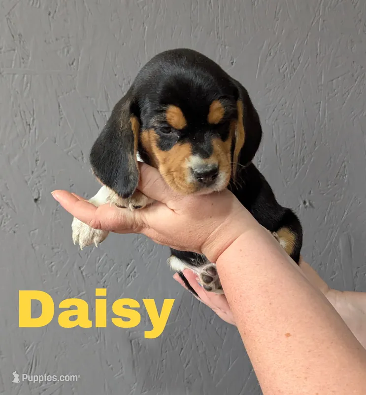 Daisy – Beagle puppy for sale in Wauseon, OH