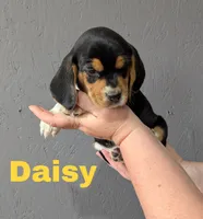 Daisy, a female Beagle for sale in Wauseon, OH – 2 of 3
