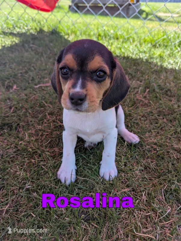 Rosalina  – Beagle puppy for sale in Wauseon, OH