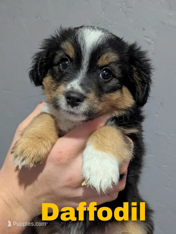 Daffodil  – Miniature Australian Shepherd puppy for sale in Wauseon, OH