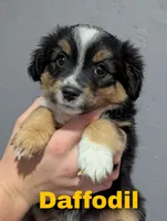Daffodil , a female Miniature Australian Shepherd for sale in Wauseon, OH – 2 of 5