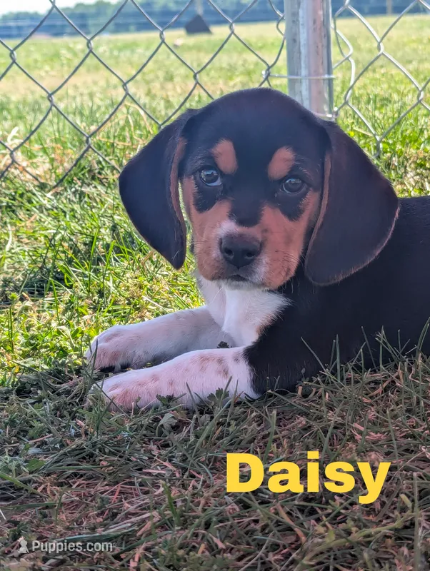 Daisy – Beagle puppy for sale in Wauseon, OH