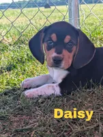 Daisy, a female Beagle for sale in Wauseon, OH – 1 of 3