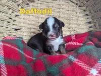 Daffodil , a female Miniature Australian Shepherd for sale in Wauseon, OH – 2 of 2
