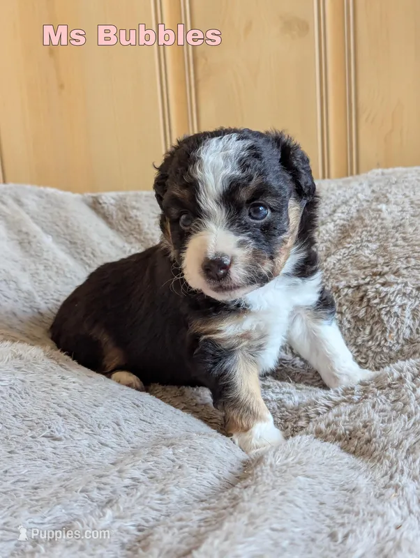 Bubbles – Miniature Australian Shepherd puppy for sale in Wauseon, OH