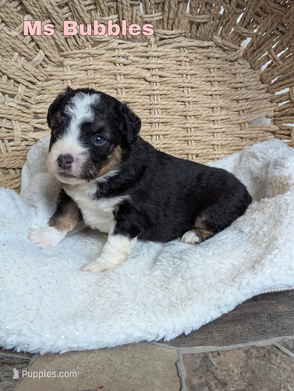 Bubbles, a female Miniature Australian Shepherd for sale in Wauseon, OH – Photo 1 of 1