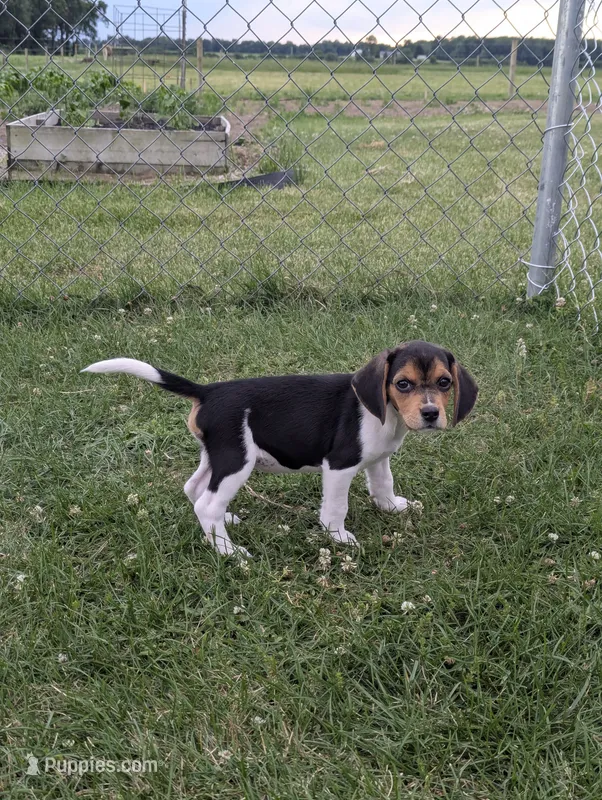 Rosalina  – Beagle puppy for sale in Wauseon, OH