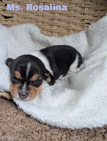 Rosalina , a female Beagle for sale in Wauseon, OH – 2 of 2