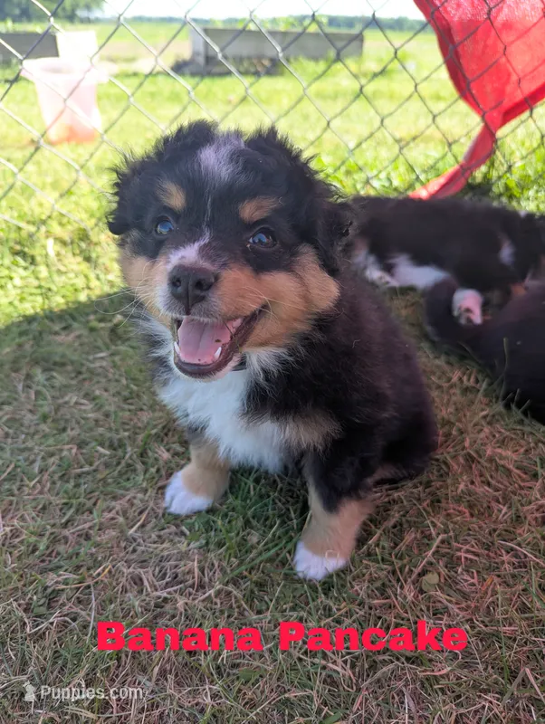 Banana  – Miniature Australian Shepherd puppy for sale in Wauseon, OH