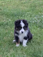 CJ, a male Miniature Australian Shepherd for sale in Wauseon, OH – 1 of 7