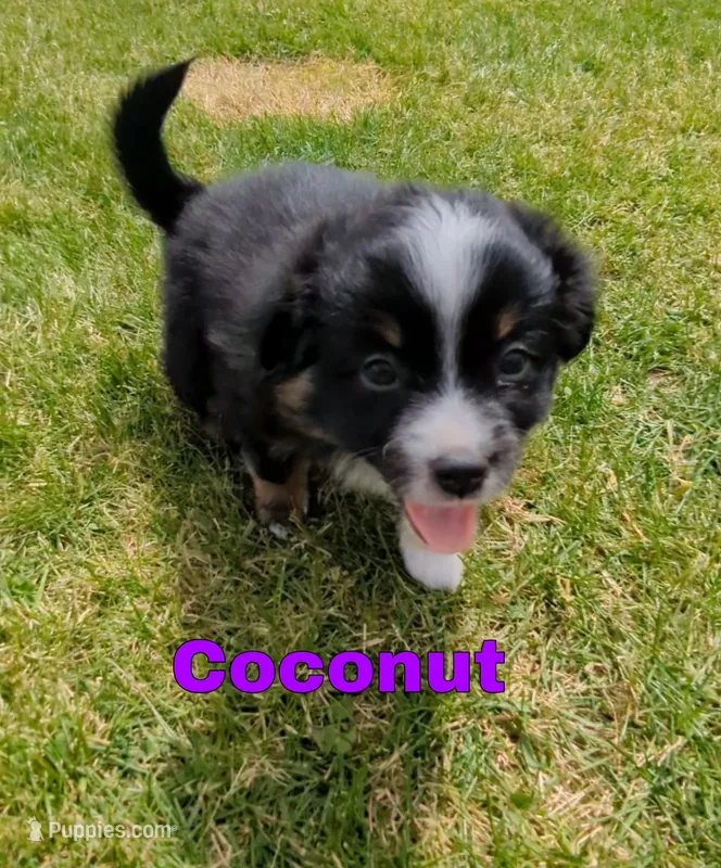 Coconut  – Miniature Australian Shepherd puppy for sale in Wauseon, OH