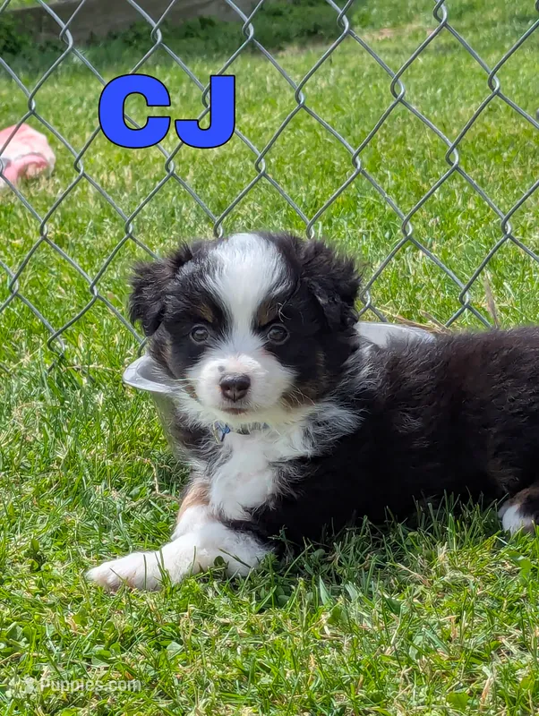 CJ – Miniature Australian Shepherd puppy for sale in Wauseon, OH