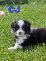 CJ, a male Miniature Australian Shepherd for sale in Wauseon, OH – 5 of 7