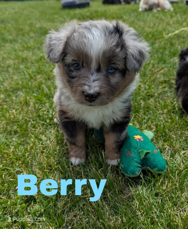 Berry – Miniature Australian Shepherd puppy for sale in Wauseon, OH