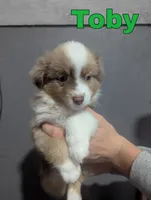 Toby, a male Miniature Australian Shepherd for sale in Wauseon, OH – 2 of 5