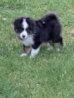 CJ, a male Miniature Australian Shepherd for sale in Wauseon, OH – 2 of 7