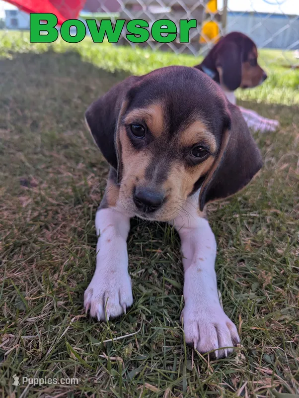 Bowser – Beagle puppy for sale in Wauseon, OH