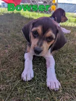 Bowser, a male Beagle for sale in Wauseon, OH – 1 of 3