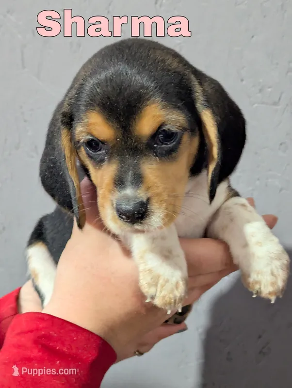 Sharma – Beagle puppy for sale in Wauseon, OH