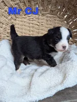 CJ, a male Miniature Australian Shepherd for sale in Wauseon, OH – 7 of 7