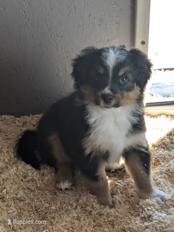 Daffodil  – Miniature Australian Shepherd puppy for sale in Wauseon, OH