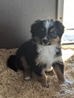 Daffodil , a female Miniature Australian Shepherd for sale in Wauseon, OH – 1 of 5