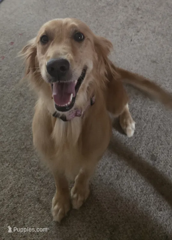 Harper AKC  – Golden Retriever puppy for sale in Montgomery, AL