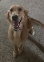 Harper AKC , a female Golden Retriever for sale in Montgomery, AL – 1 of 9