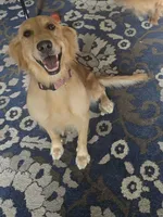 Harper AKC , a female Golden Retriever for sale in Montgomery, AL – 5 of 9