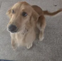 Harper AKC , a female Golden Retriever for sale in Montgomery, AL – 3 of 9