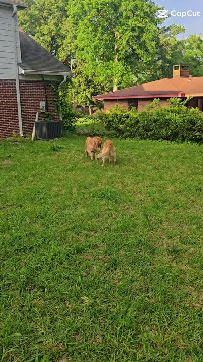 Harper AKC , a female Golden Retriever for sale in Montgomery, AL – 2 of 2