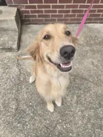 Harper AKC , a female Golden Retriever for sale in Montgomery, AL – 9 of 9