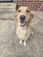 Harper AKC , a female Golden Retriever for sale in Montgomery, AL – 8 of 9