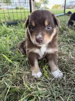 Female 3, a female Australian Shepherd for sale in Milroy, MN – 1 of 1