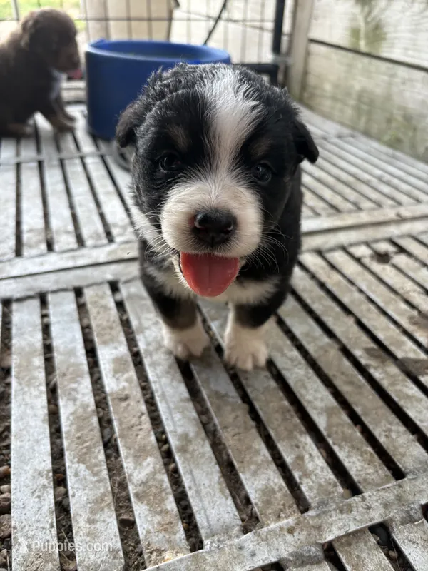 Male 4A – Australian Shepherd puppy for sale in Milroy, MN