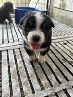 Male 4A, a male Australian Shepherd for sale in Milroy, MN – 1 of 1