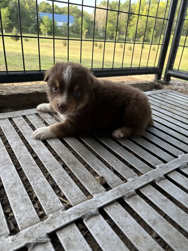 Female 3A – Australian Shepherd puppy for sale in Milroy, MN