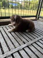 Female 3A, a female Australian Shepherd for sale in Milroy, MN – 1 of 1