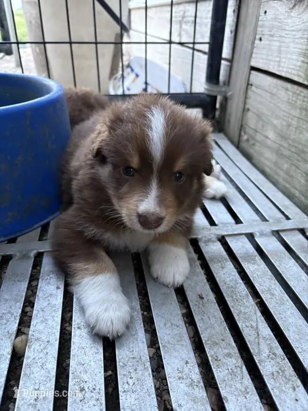 Female 3A – Australian Shepherd puppy for sale in Milroy, MN