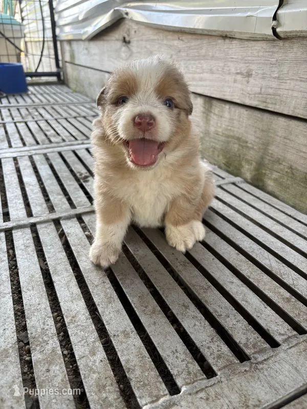 Female 7A – Australian Shepherd puppy for sale in Milroy, MN