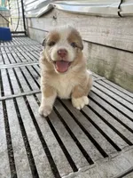 Female 7A, a female Australian Shepherd for sale in Milroy, MN – 1 of 1