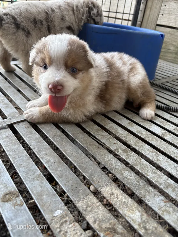 Female 6A – Australian Shepherd puppy on hold in Milroy, MN